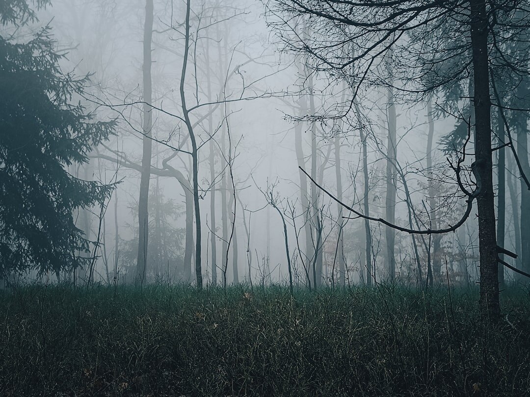 dark foggy forest